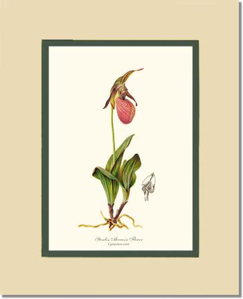 Stemless Moccasin | Orchid Wall Art Print