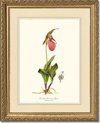 Stemless Moccasin | Orchid Wall Art Print