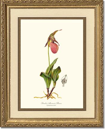 Stemless Moccasin | Orchid Wall Art Print