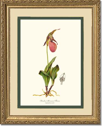 Stemless Moccasin | Orchid Wall Art Print