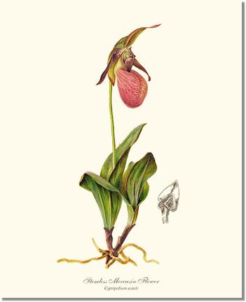 Stemless Moccasin | Orchid Wall Art Print