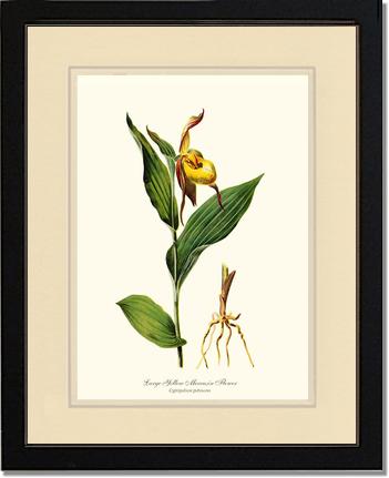 Large Yellow Moccasin | Orchid Wall Art Print