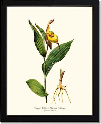 Large Yellow Moccasin | Orchid Wall Art Print