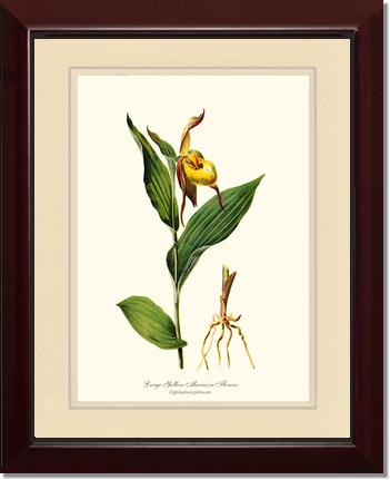 Large Yellow Moccasin | Orchid Wall Art Print