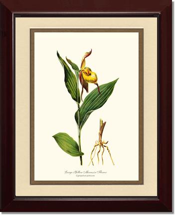 Large Yellow Moccasin | Orchid Wall Art Print