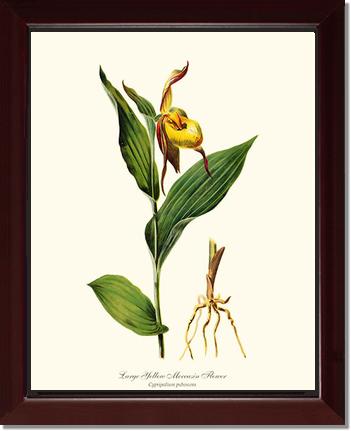 Large Yellow Moccasin | Orchid Wall Art Print