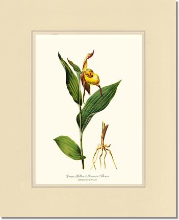Large Yellow Moccasin | Orchid Wall Art Print