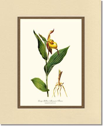Large Yellow Moccasin | Orchid Wall Art Print