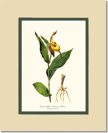 Large Yellow Moccasin | Orchid Wall Art Print