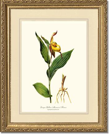 Large Yellow Moccasin | Orchid Wall Art Print