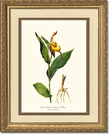Large Yellow Moccasin | Orchid Wall Art Print