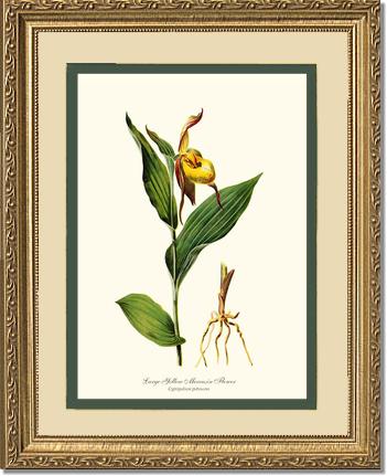 Large Yellow Moccasin | Orchid Wall Art Print