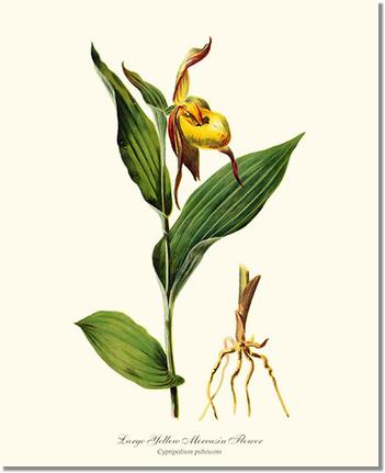 Large Yellow Moccasin | Orchid Wall Art Print