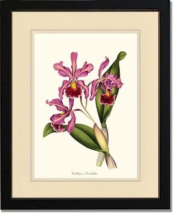 Cattleya Elisabethae | Orchid Wall Art Print