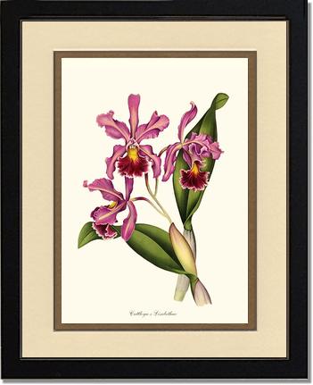Cattleya Elisabethae | Orchid Wall Art Print