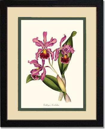 Cattleya Elisabethae | Orchid Wall Art Print