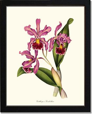 Cattleya Elisabethae | Orchid Wall Art Print