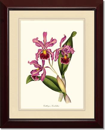 Cattleya Elisabethae | Orchid Wall Art Print