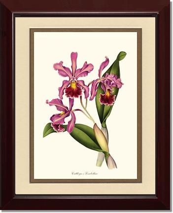 Cattleya Elisabethae | Orchid Wall Art Print