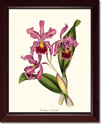 Cattleya Elisabethae | Orchid Wall Art Print