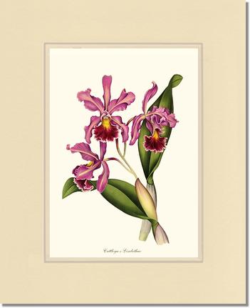 Cattleya Elisabethae | Orchid Wall Art Print