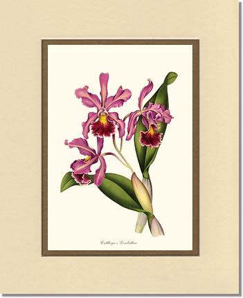 Cattleya Elisabethae | Orchid Wall Art Print