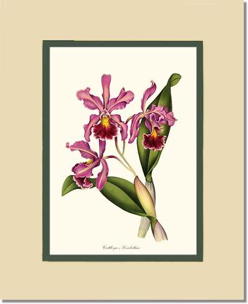 Cattleya Elisabethae | Orchid Wall Art Print