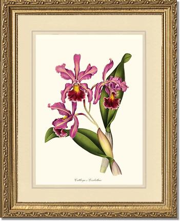 Cattleya Elisabethae | Orchid Wall Art Print