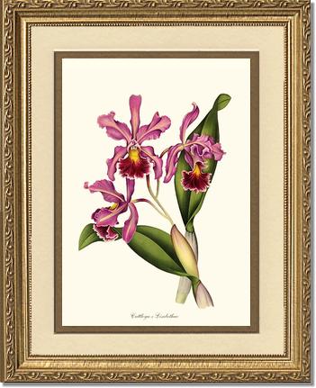 Cattleya Elisabethae | Orchid Wall Art Print