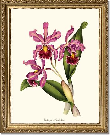 Cattleya Elisabethae | Orchid Wall Art Print