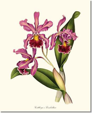 Orchid Print: Cattleya Elisabethae