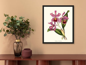 Cattleya Elisabethae