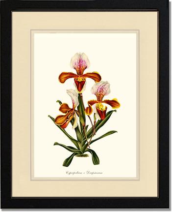 Cypripedium Drapsianum | Orchid Wall Art Print