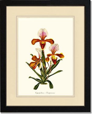 Cypripedium Drapsianum