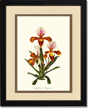 Cypripedium Drapsianum | Orchid Wall Art Print
