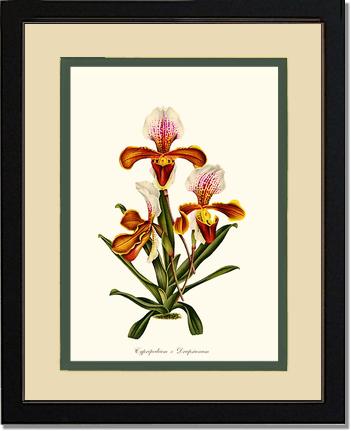 Cypripedium Drapsianum | Orchid Wall Art Print