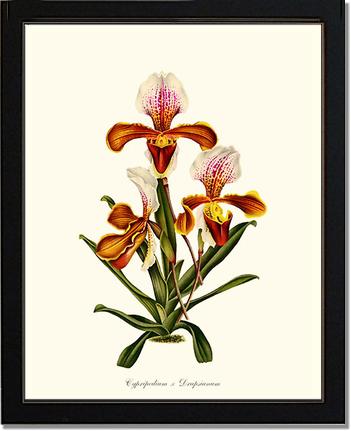 Cypripedium Drapsianum | Orchid Wall Art Print