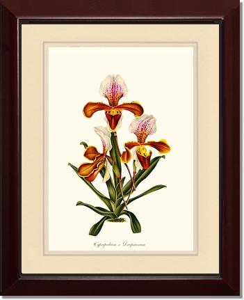 Cypripedium Drapsianum | Orchid Wall Art Print