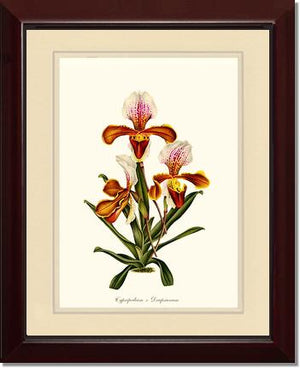 Cypripedium Drapsianum