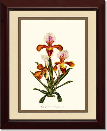 Cypripedium Drapsianum | Orchid Wall Art Print