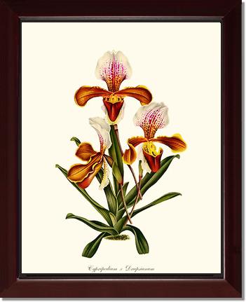 Cypripedium Drapsianum | Orchid Wall Art Print