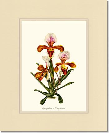 Cypripedium Drapsianum | Orchid Wall Art Print