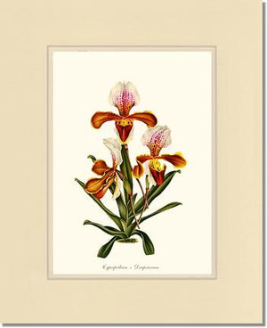 Cypripedium Drapsianum