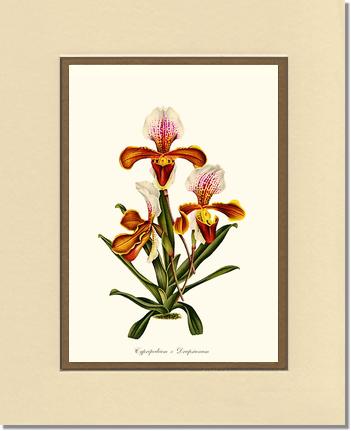 Cypripedium Drapsianum | Orchid Wall Art Print