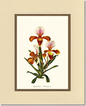 Cypripedium Drapsianum