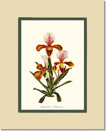 Cypripedium Drapsianum | Orchid Wall Art Print