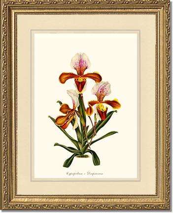 Cypripedium Drapsianum | Orchid Wall Art Print
