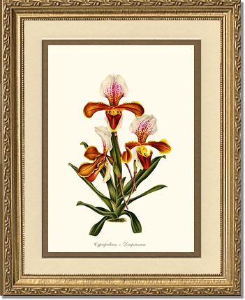 Cypripedium Drapsianum | Orchid Wall Art Print