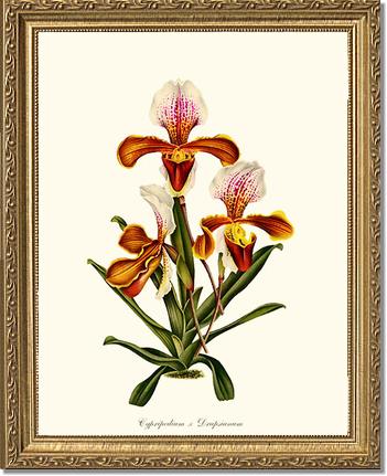 Cypripedium Drapsianum | Orchid Wall Art Print
