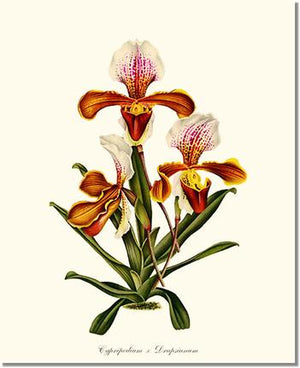 Orchid Print: Cypripedium Drapsianum